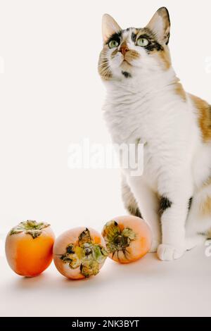 Cat with persimmons Stock Photo