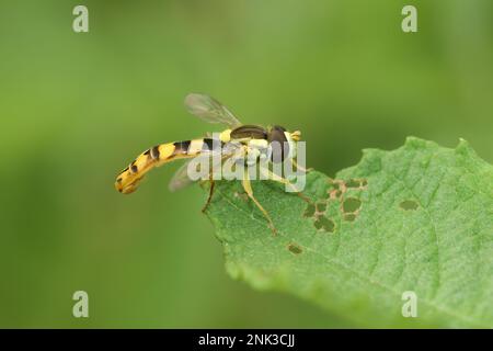 Natural closeup on a long hoverly, Sphaerophoria scripta, sitting on a green leaf in the garden Stock Photo
