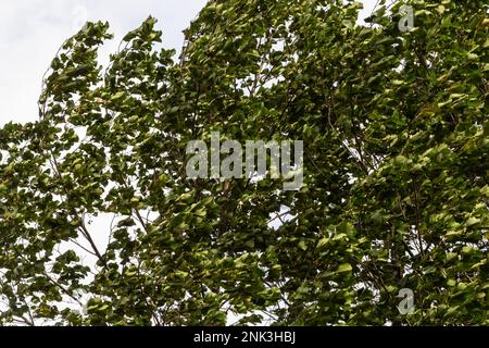 European alder tree in forest. Leaf of Field maple swaying on the wind in nature at summer. Close-up shot of green leaves. Stock Photo