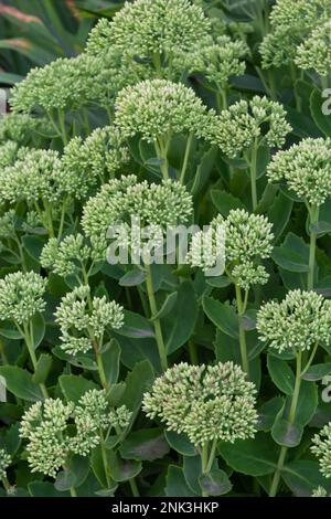 Orpine in early spring with green leaves only .Young shoots of orpine Sedum telephium. Beautiful green plants. Nature background. Stock Photo