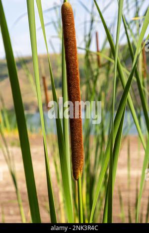 Typha angustifolia. Close up of cattail, water plant. Stock Photo