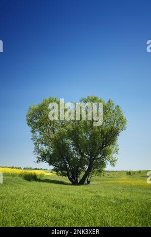 Lonely tree in the shape of a heart. Summer landscape with a willow in the field. Ukraine, Europe Stock Photo