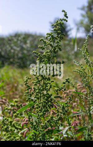 Chenopodium album is a type of annual herbaceous gray-green, covered with grayish powder plants of the Lobodaceae family. Stock Photo