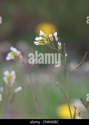 Thale Cress, Arabidopsis thaliana, also known as Mouse-ear cress, Thale-cress or Wall cress, widely used as a model organism in genetic research Stock Photo