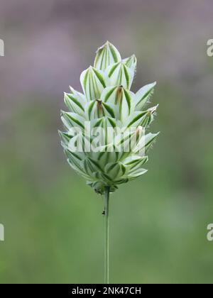 Canary grass, Phalaris canariensis, grown commercially for birdseed, wild plant from Finland Stock Photo