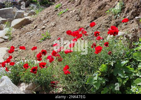 A cluster of red poppies, a sandy and stony environment diffused in the background. Stock Photo