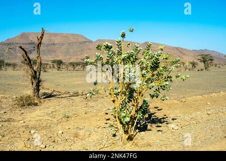 Afrika, Marokko, Südmarokko, Landschaft nördlich der Stadt Tata Stock Photo
