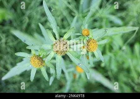 Greater Bur-marigold, Bidens radiata, also called Greater Bur Marigold, wild plant from Finland Stock Photo