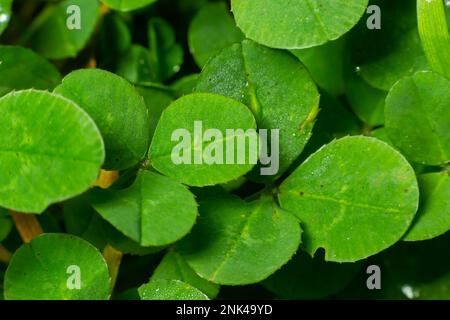 Lucky Irish Four Leaf Clover in the Field for St. Patricks Day holiday symbol. with three-leaved shamrocks. Stock Photo