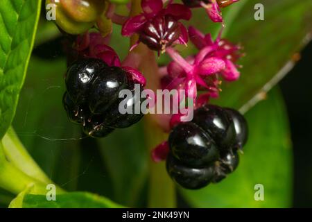Phytolacca Americana, The American Pokeweed Or Simply Pokeweed With Black Berries. Stock Photo