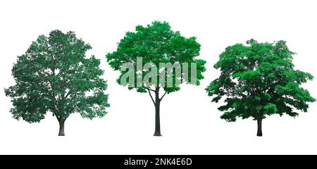 Collection autumn trees is isolated on white background Stock Photo - Alamy