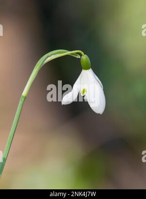 A close up of a single Snowdrop flower, (Galanthus nivalis) isolated against an out of focus background Stock Photo