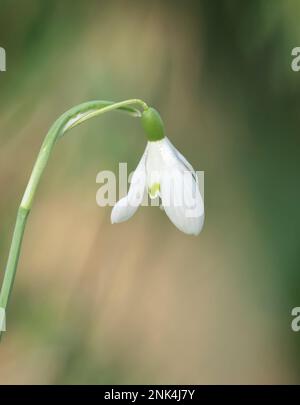 A close up of a single Snowdrop flower, (Galanthus nivalis) isolated against an out of focus background Stock Photo