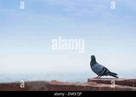 The domestic pigeon, Columba livia domestica or Columba livia forma domestica, a pigeon subspecies that was derived from the rock dove or rock pigeon. Stock Photo