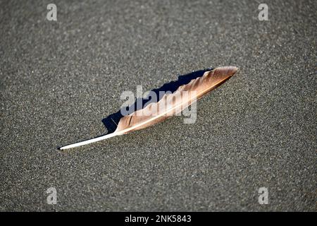 beautiful brown shaded feather on the sand beach Stock Photo