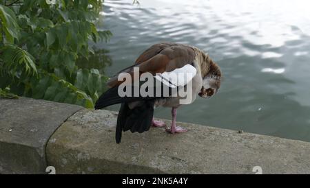 Egyptian goose, Alopochen aegyptiaca, by water preening itself Stock Photo