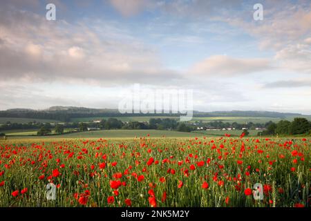 Poppies growing in the corner of a field of wheat near the village of Hindon in Wiltshire.