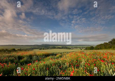 Poppies growing in the corner of a field of wheat near the village of Hindon in Wiltshire.