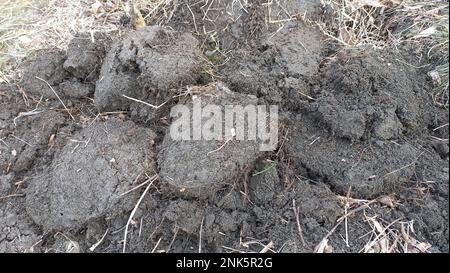 Patterns in the Earth: Close-Up of Furrows from Shovel Digging. Stock Photo