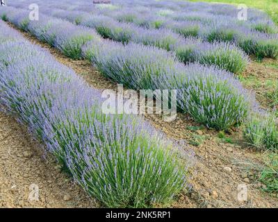 lavender field in the summer - in Romania Stock Photo