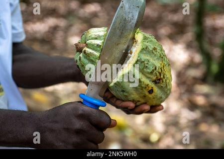 Agboville, Ivory Coast. 23rd Feb, 2023. A farmer opens a cocoa pod on a cocoa plantation. Federal Minister of Labor Heil and Federal Minister for Economic Cooperation and Development Schulze visit Ghana and Côte d'Ivoire. Credit: Christophe Gateau/dpa/Alamy Live News Stock Photo