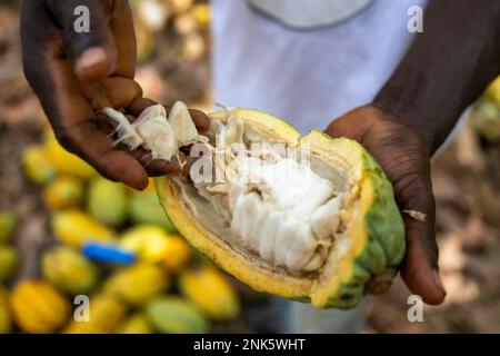 Agboville, Ivory Coast. 23rd Feb, 2023. A farmer shows an open cocoa pod on a cocoa plantation. Federal Minister of Labor Heil and Federal Minister for Economic Cooperation and Development Schulze visit Ghana and Côte d'Ivoire. Credit: Christophe Gateau/dpa/Alamy Live News Stock Photo