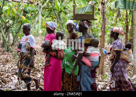 Agboville, Ivory Coast. 23rd Feb, 2023. Harvest workers with their children walk on a cocoa plantation. Federal Minister of Labor Heil and Federal Minister for Economic Cooperation and Development Schulze visit Ghana and the Ivory Coast. Credit: Christophe Gateau/dpa/Alamy Live News Stock Photo