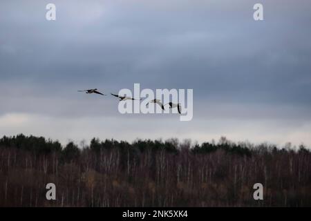 A skein of Grey Lag Geese Anser anser flying over trees at RSPB Old Moor nature reserve near Barnsley, South Yorkshire UK Stock Photo