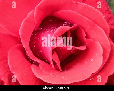 red rose with drops of water on it after rain - flower concept Stock Photo
