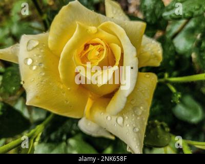 yellow rose with drops of water on it after rain Stock Photo