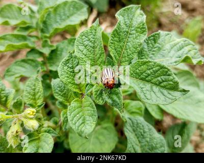 Colorado potato beetle (Leptinotarsa decemlineata) on potato leaves Stock Photo