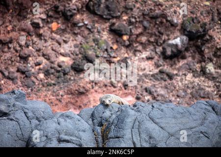 New Zealandfur seal sleeping on rocky cliffs of Taiaroa Head at the entrance to Otago Harbour near Port Chalmers, New Zealand. Stock Photo