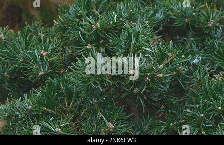 Closeup of the evergreen slow and low growing conifer Thujopsis dolabrata Kruger's Findling Stock Photo