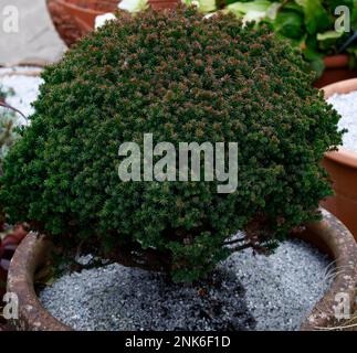 Closeup of the slow and low growing garden conifer Cryptomeria japonica compressa seen growing in a pot. Stock Photo