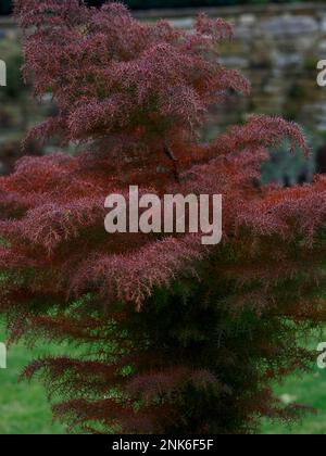 Closeup of the winter colour twigs and branches of the garden tree Cryptomeria japonica Elegans Japanese Cedar. Stock Photo