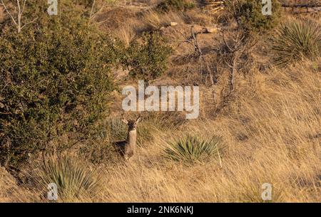 Coues Whitetail Deer Buck in the Chiricahua Mountains Arizona Stock Photo