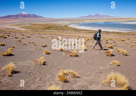 Salar de Tara, Altiplano, Puna, Atacama desert. Region de Antofagasta. Chile Stock Photo