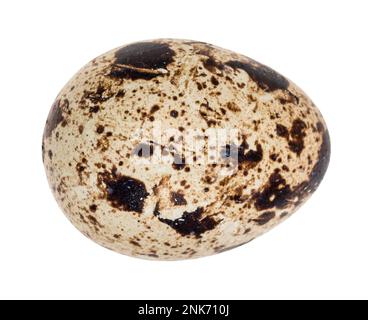 single boiled quail egg cutout on white background Stock Photo
