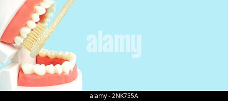 Dental Teeth Model dentures and wooden toothbrush on blue background, close-up Model of jaw is used to demonstrate how human teeth and jaw clean. Stock Photo