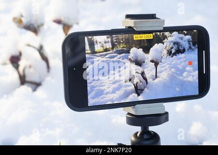 A smart phone on a tripod recording a video of snow melting off of flowers in a garden in winter. Stock Photo