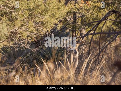 Coues Whitetail Deer Buck in the Chiricahua Mountains Arizona Stock Photo