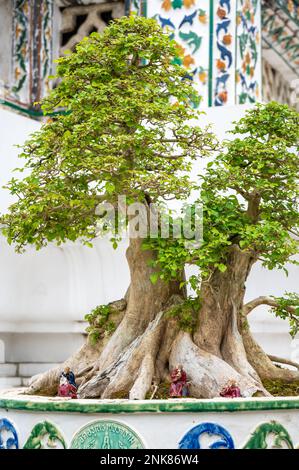 Small bonsai tree in pot placed at city street, Thailand. Stock Photo