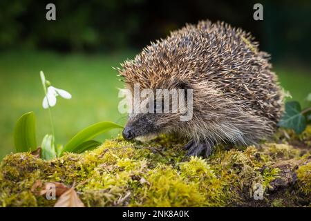 Hedgehog, Scientific name: Erinaceus europaeus. Close up of a wild, native, hedgehog emerging from hibernation in Springtime with single snowdrop. Stock Photo