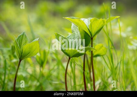 Herb Paris, Paris quadrifolia during a lush springtime in boreal forest, Northern Europe. Green backround. Stock Photo