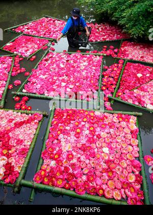 Red and pink peonies are floating on a pond at Tsukuba Peony