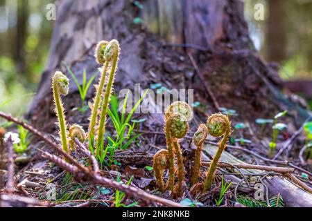 Fern. Blossoming young fern plants in spring in the forest Stock Photo