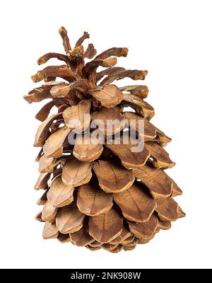 Large pine cone with a bright texture.Isolate on a white background. Stock Photo