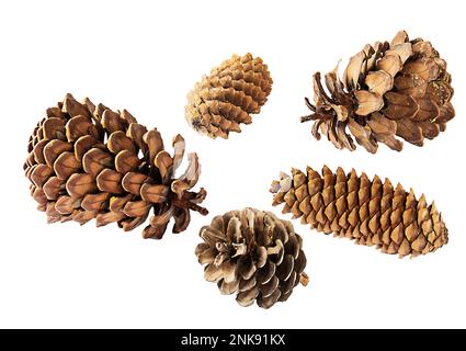 Group of pine and fir cones close up, isolate on white background. Stock Photo