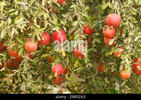 pomegranate fruits on tree - closeup Stock Photo