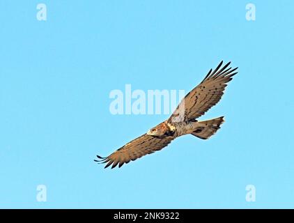 Short-toed snake eagle Circaetus gallicus in flight Stock Photo